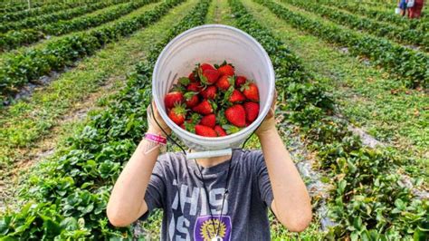 Strawberry Farm – Entrance Fee