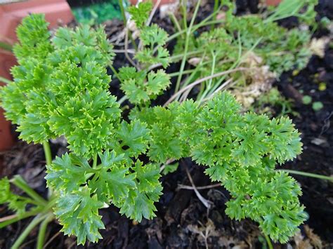 Parsley – Curley Leaf | SBA's Kitchen @ Home