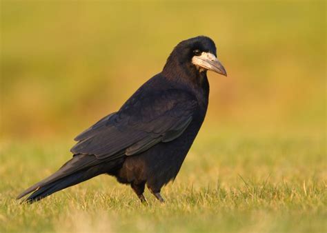 Rook. Very sociable bird. Thin beak and peaked head help distinguish it ...