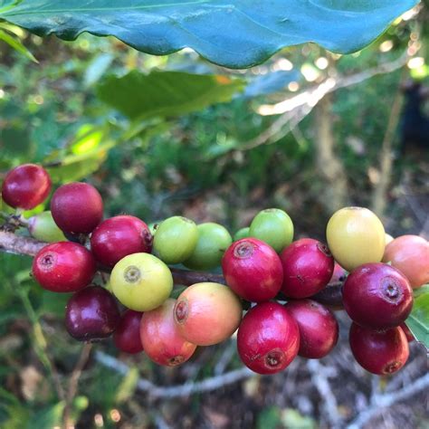 Rwanda Kigali Coffee Beans | Etsy