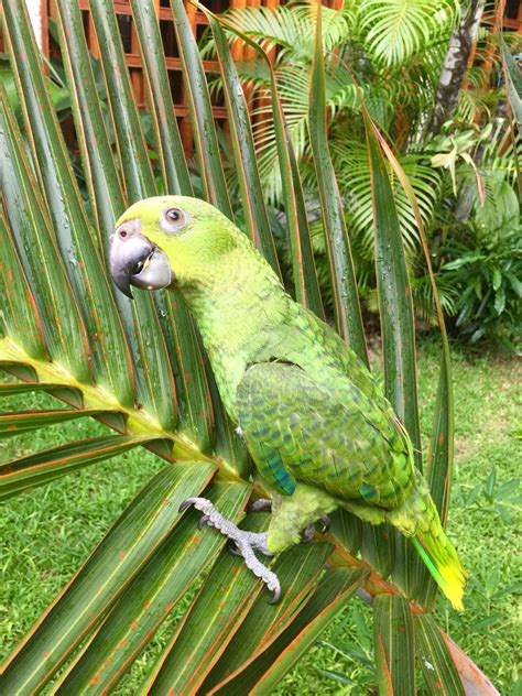 Loro Real, Chiapaneco. Loro Amazónico | Parrot, Animals, Bird