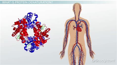 Denaturation of Protein | Definition & Causes - Lesson | Study.com