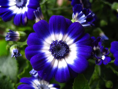 How to Grow and Care for Cineraria Plant and Cineraria Flower