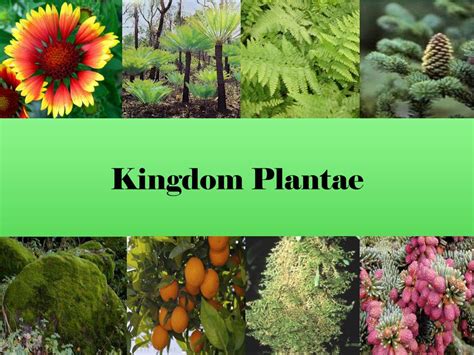 Kingdom Plantae Examples