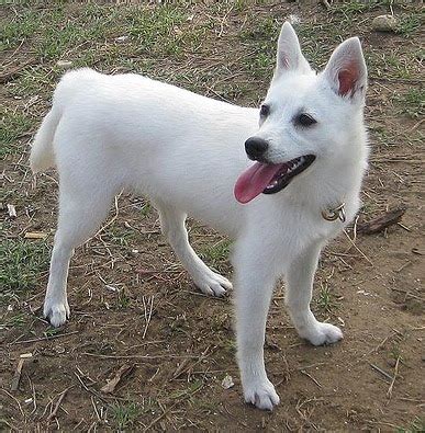 Alopekis Info, Temperament, Puppies, Pictures