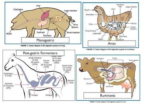 Nutrition & Ruminant Anatomy - ppt video online download | Animal nutrition, Animal articles ...