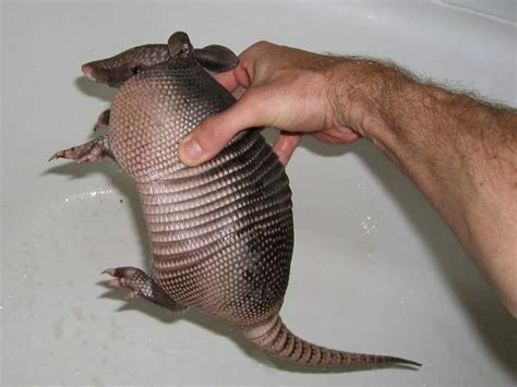 Can repellents work to get rid of armadillos? - armadillocontrol.com