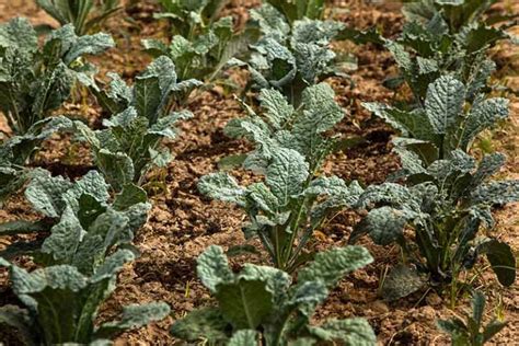 Kale Spacing: How Far Apart to Plant | Gardener's Path