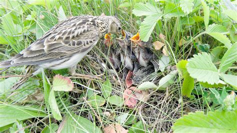 Ground Nesting Birds – Johnston & Jeff