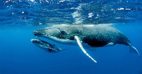 Gray Whale vs Humpback: What are the Differences? - AZ Animals