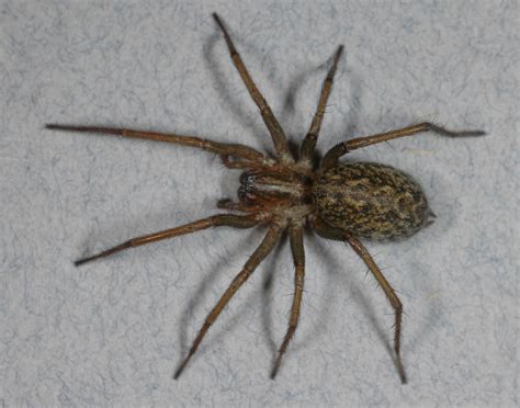 Venomous Hobo Spider May Be Not So Toxic After All | Live Science