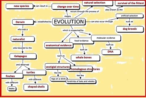 Make a concept map on evolution - Science - Heredity and Evolution - 10866727 | Meritnation.com