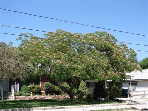 New Utah Gardener: Mimosa Silk Tree - A Waterwise Tree for Utah!