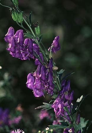 Aconitum (Aconite, Blue rocket, Devil's helmet, Helmet Flower, Leopard ...