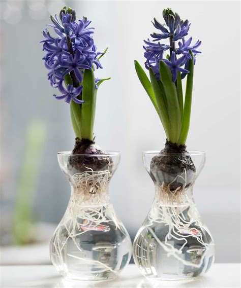 How and when to plant hyacinth bulbs: easy tips for a gorgeous spring display | Gardeningetc