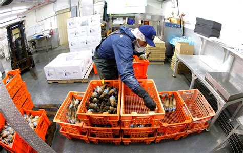 Geoduck farming takes off as demand for clams grows in Asia | The ...