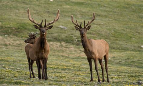 Estes Park Colorado Tours, Guided - AllTrips