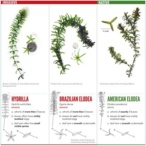 Hydrilla Identification – Crooked River Cooperative Weed Management Area