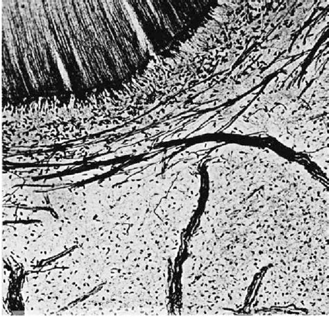 Figure 2-11 from HISTOLOGY AND PHYSIOLOGY OF THE DENTAL PULP | Semantic Scholar