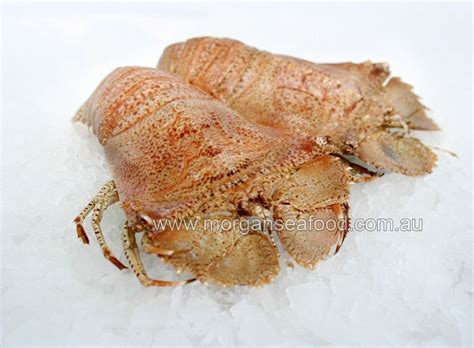 Bugs, Moreton Bay (Raw) - Morgans Online Seafood Store