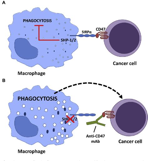 Figure 1 from Cancer immunotherapy targeting the CD47/SIRPα axis. | Semantic Scholar