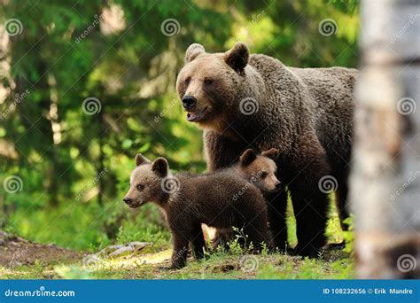 Brown Bear with Cubs. Bear Family. Mother Bear with Cubs Stock Photo ...