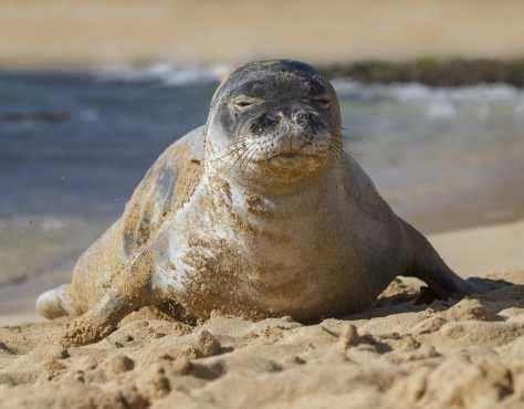 Hawaiian Monk Seal Conservation | The Marine Mammal Center