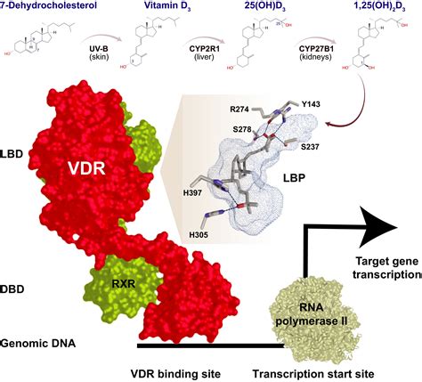 Vitamin D receptor(s): In the nucleus but also at membranes? - Zmijewski - 2020 - Experimental ...