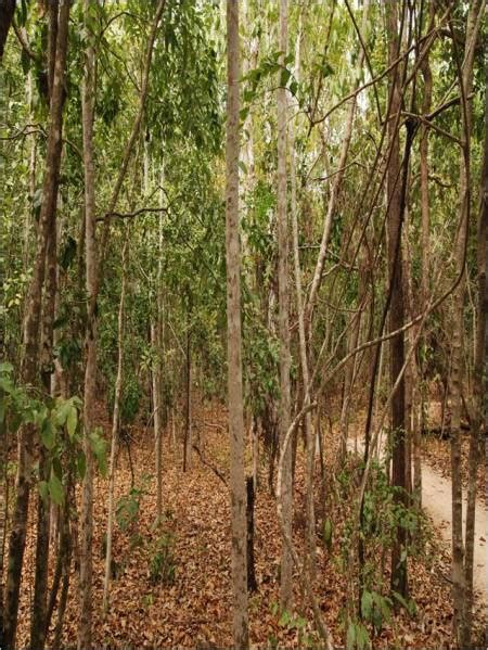 Tropical Monsoon Climate and Vegetation – GoLearnGeography