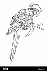 Pirate Parrot Coloring Page sketch template