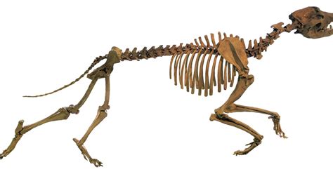 How prehistoric dog the size of grizzly BEAR attacked prey 16 million years ago - Mirror Online