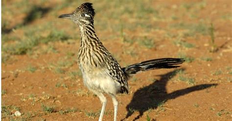 Roadrunner - A-Z Animals