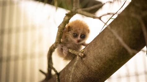 A Rare Pygmy Slow Loris Was Born At The Columbus Zoo And It's The ...