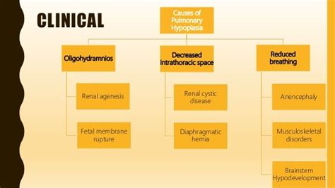 FlashPath - Lung - Pulmonary Hypoplasia