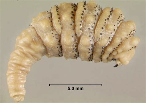 human bot fly - Dermatobia hominis Linnaeus, Jr.)