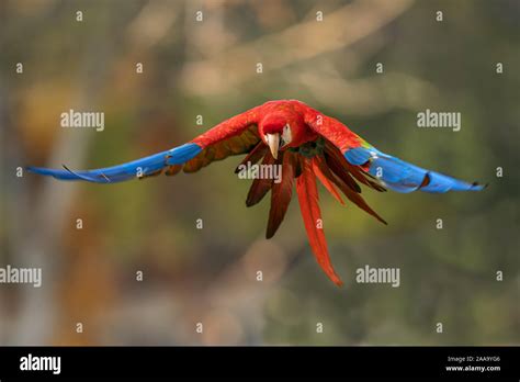 Scarlet macaw flying in the wild nature Stock Photo - Alamy