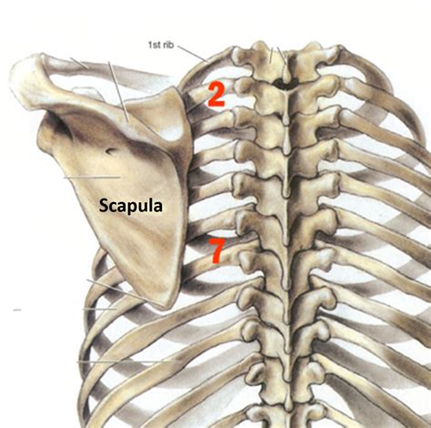 Scapula - Anatomy QA