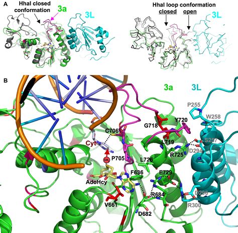 Mammalian DNA Methyltransferases: A Structural Perspective: Structure