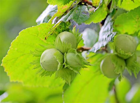 American Hazelnut Tree for Sale - Buying & Growing Guide - Trees.com