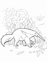 Online coloring Pages Coloring Page Anteater Wild Animals Download  sketch template