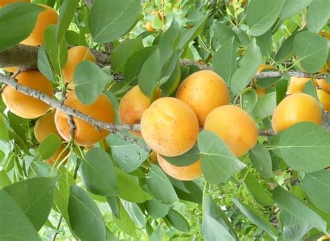 chinese apricot seed | ZHONG WEI Horticultural Products Company,(TOP QUALITY)Plant Seeds ...