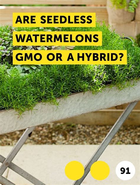 Learn Are Seedless Watermelons GMO or a Hybrid? | How to guides, tips ...