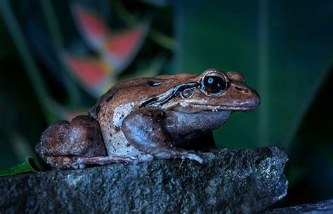 Mountain chickens: how we almost lost the Caribbean's largest frogs ...