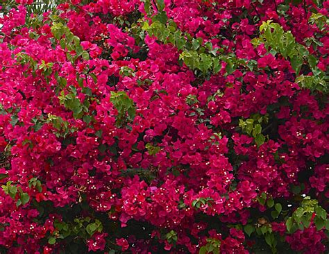 Bougainvillea Care & UK Growing Tips | UpGardener™