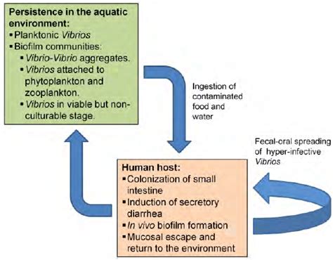 Life Cycle Of Vibrio Cholerae