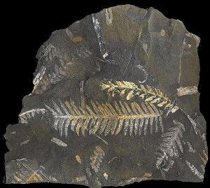 St. Clair Fossils were originally carbonized, but the carbon has been ...