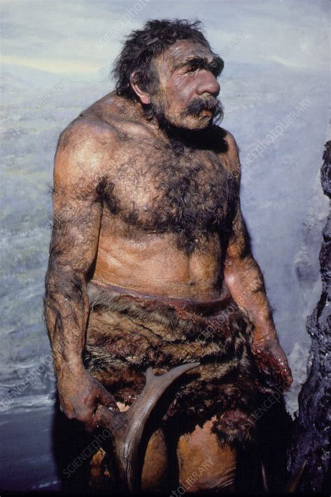 Reconstructed model of a neanderthal man - Stock Image - E438/0060 ...