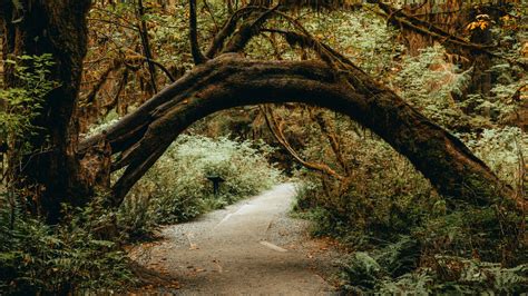 Hoh Rainforest: Hall of Mosses & Spruce Nature Trail