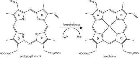 Figure 1 from Human Ferrochelatase: Insights for the Mechanism of Ferrous Iron Approaching ...