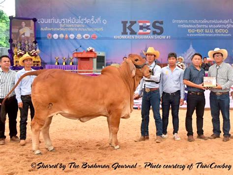 2018 Khonkaen Brahman Show; Reserve Junior Champion Red Female - HK Cattle